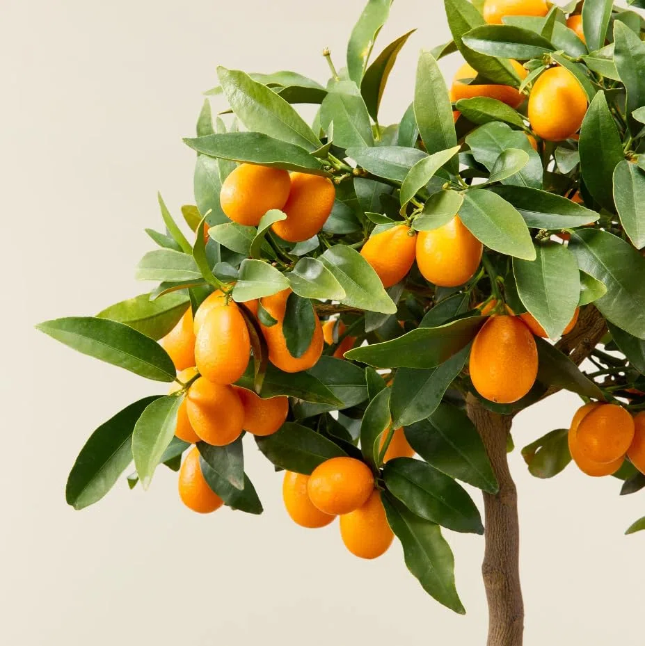 Kumquat "Fortunella margarita" mandarino cinese pianta innestata in vaso ø22 H 70/80 cm Agrumi di Sicilia, Made in Italy, Vivaio di Castelletto