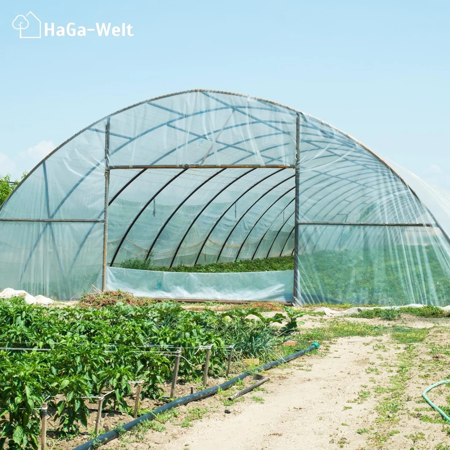 HaGa Pellicola per serra UV5, 6 m x 10 m, in polietilene trasparente, come tunnel di pellicola, serra, pomodori, resistente alle intemperie, ai raggi UV