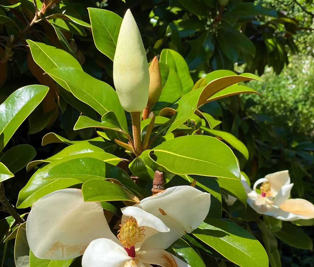 Magnolia grandiflora gallisoniensis "Little Gem" pianta in vaso ø34 cm h. 150/170 cm