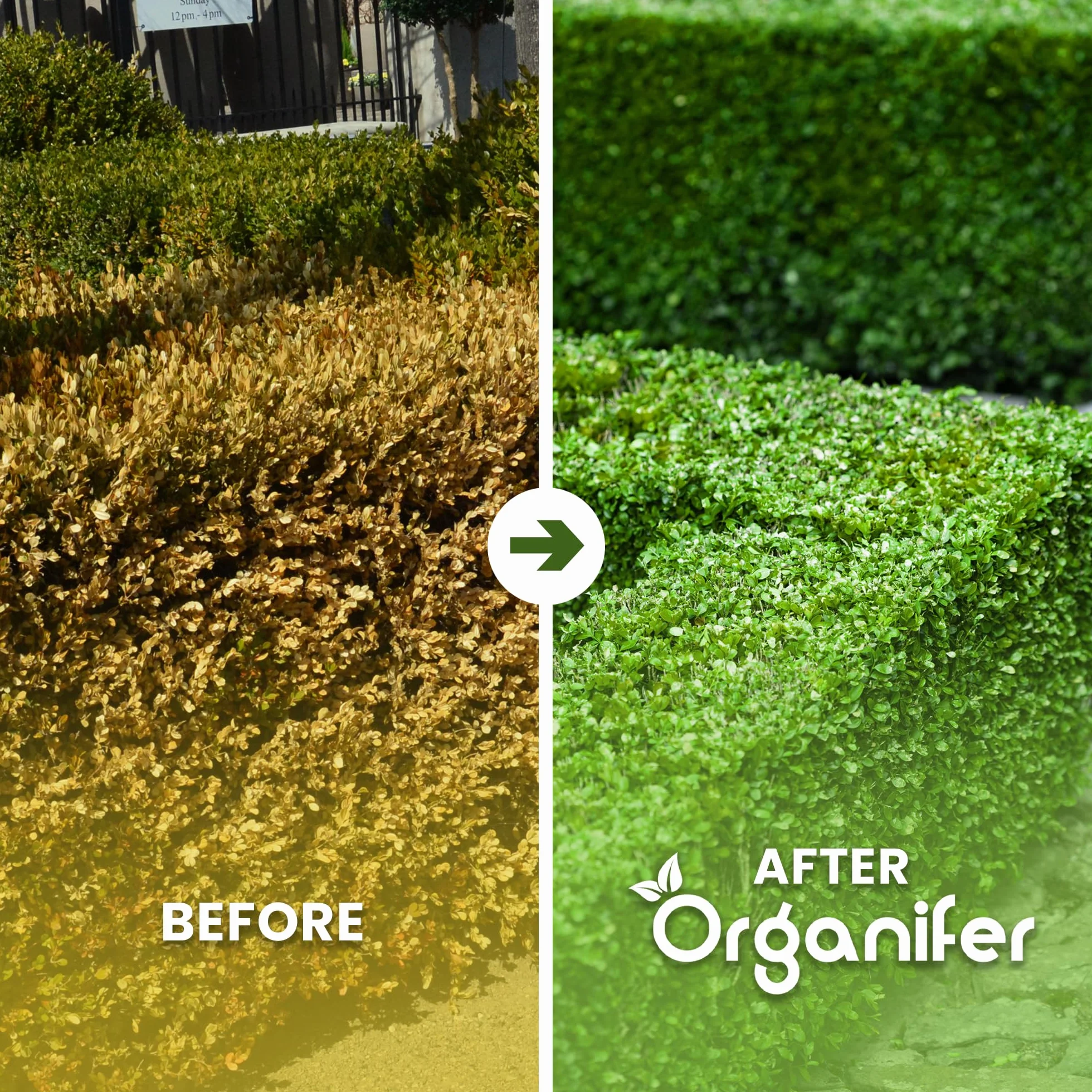 Buxus Vital 1000 Ml - Concentrato Per Siepi Da 100 Metri - Fertilizzante Per Bosso - Bosso - Cibo Per Piante - Resistente - Fertilizzante - Fertilizzante Per Piante - Organifer