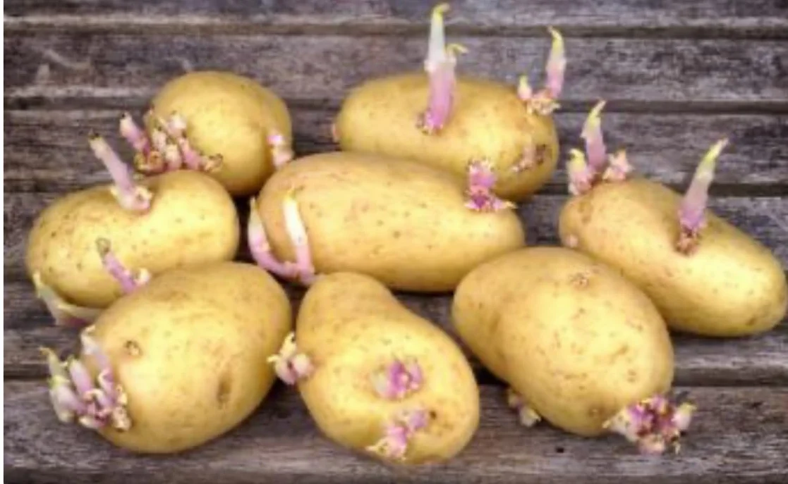 Antigerminativo fitoregulatore Per patate, aglio e cipolla 500 ml. Inibitore sistemico di germogli in patate, cipolle e aglio.